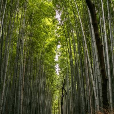 情剑江湖内购破解版下载